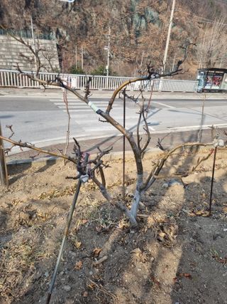 김용대님의 자유주제 · 자유게시판 작성글 사진