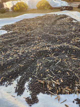 작은뜰 농원님의 작성글 사진