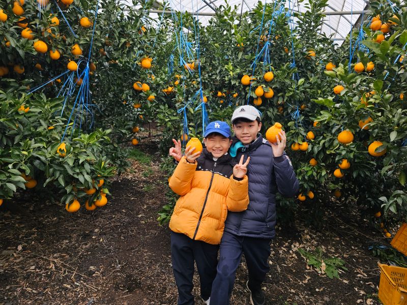 강중영님의 장터 판매 상품 [감귤 판매합니다 5kg/10kg/15kg] 첨부 사진