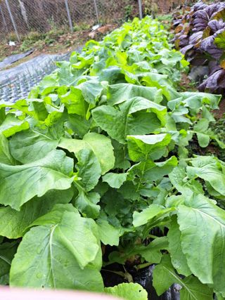 호박16308님의 2025년, 농사계획은 어떻게 되시나요? · 참여글 작성글 사진