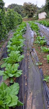 호박16308님의 2025년, 농사계획은 어떻게 되시나요?·참여글 작성글 사진