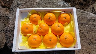 호호농장님의 귤 · 일상 작성글 사진