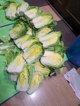 정자형님의 2025년, 농사계획은 어떻게 되시나요?·참여글 작성글 사진