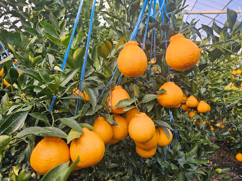 강중영님의 장터 판매 상품 [감귤 판매합니다 5kg/10kg/15kg] 첨부 사진