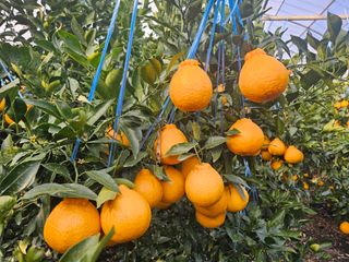 강중영님의 작성글 사진