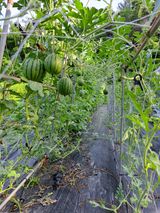 호박16308님의 2025년, 농사계획은 어떻게 되시나요?·참여글 작성글 사진