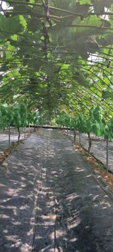 팜모닝 2025년, 농사계획은 어떻게 되시나요?·참여글 게시글 이미지