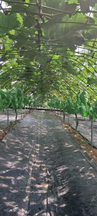 윤세열님의 2025년, 농사계획은 어떻게 되시나요? · 참여글 작성글 사진