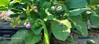 호박16308님의 2025년, 농사계획은 어떻게 되시나요? · 참여글 작성글 사진