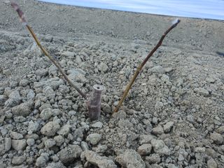 노력하는농민천영구님의 2025년, 농사계획은 어떻게 되시나요? · 참여글 작성글 사진