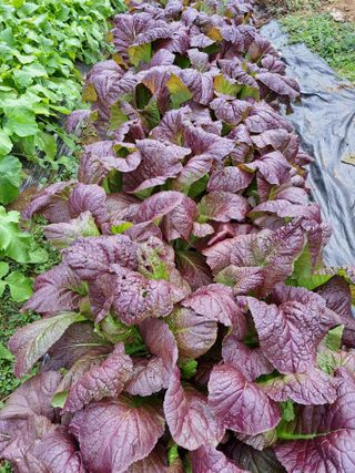 호박16308님의 2025년, 농사계획은 어떻게 되시나요? · 참여글 작성글 사진