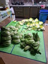 정자형님의 2025년, 농사계획은 어떻게 되시나요?·참여글 작성글 사진