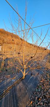 포포나무학교한치원님의 2025년, 농사계획은 어떻게 되시나요?·참여글 작성글 사진