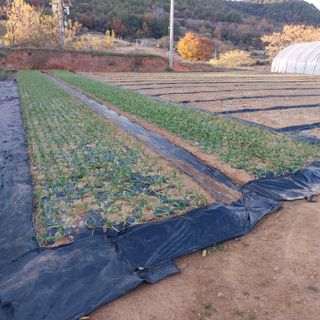 순덕님의 자유주제 · 자유게시판 작성글 사진