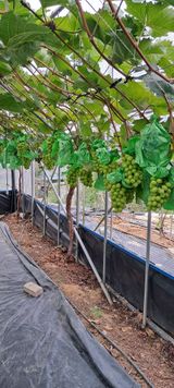 윤세열님의 2025년, 농사계획은 어떻게 되시나요?·참여글 작성글 사진