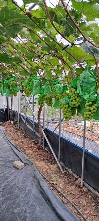 윤세열님의 2025년, 농사계획은 어떻게 되시나요? · 참여글 작성글 사진