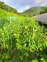 팜모닝 2025년, 농사계획은 어떻게 되시나요?·참여글 게시글 이미지