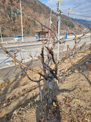 김용대님의 자유주제 · 자유게시판 작성글 사진