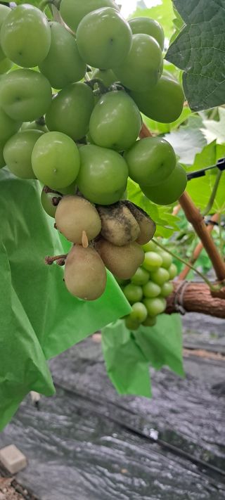 윤세열님의 2025년, 농사계획은 어떻게 되시나요? · 참여글 작성글 사진