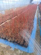 팜모닝 자유주제·자유게시판 게시글 이미지