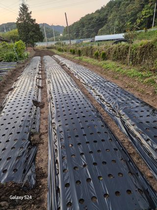 호박16308님의 2025년, 농사계획은 어떻게 되시나요?·참여글 작성글 사진