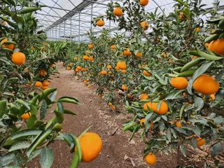 귤껍데기님의 농업 경영체 등록 기준, 강화 vs 완화 · 참여글 작성글 사진