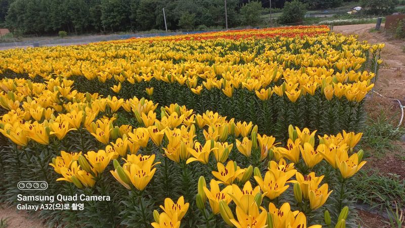 이주환님의 장터 판매 상품 [네덜란드 백합 모근] 첨부 사진