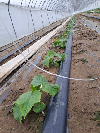 박정규님의 2025년, 농사계획은 어떻게 되시나요? · 참여글 작성글 사진