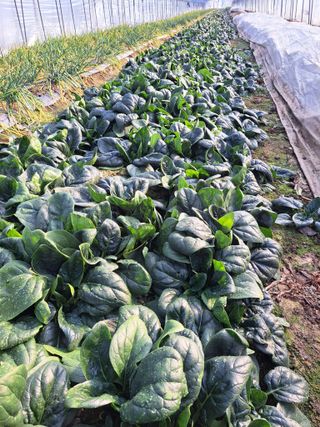 박정규님의 팜모닝 신년운세 공유해요☀️ · 참여글 작성글 사진