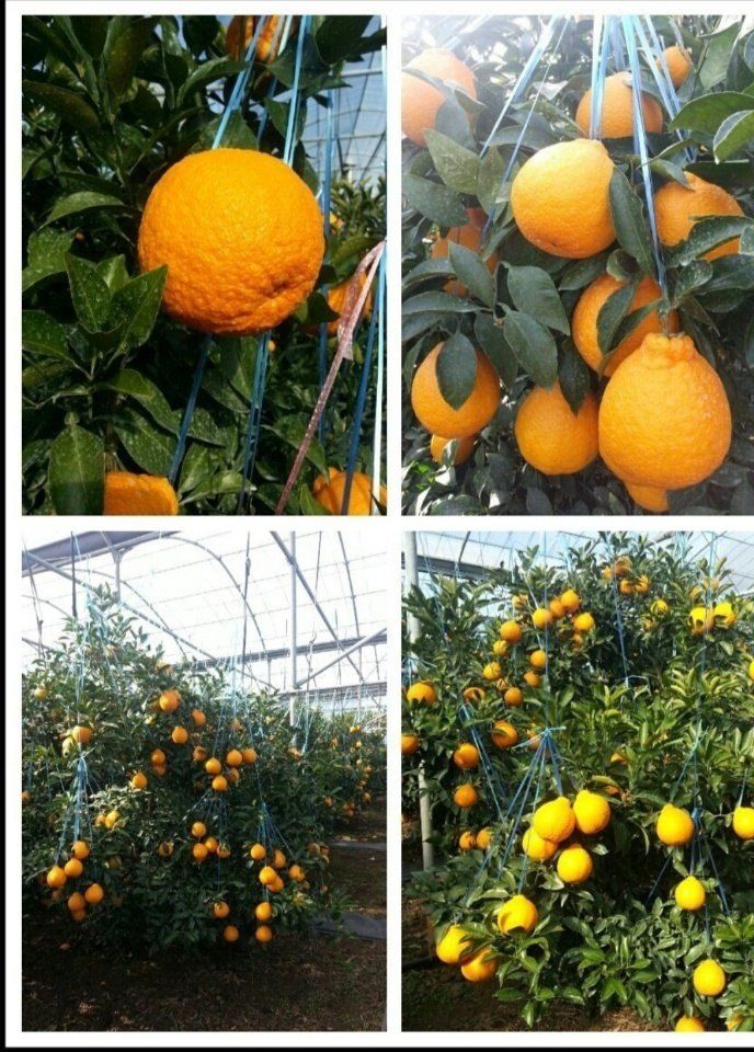 싱싱달코롬님의 장터 판매 상품 [한라봉 레드향] 첨부 사진