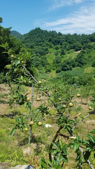사과6329님의 2025년, 농사계획은 어떻게 되시나요? · 참여글 작성글 사진