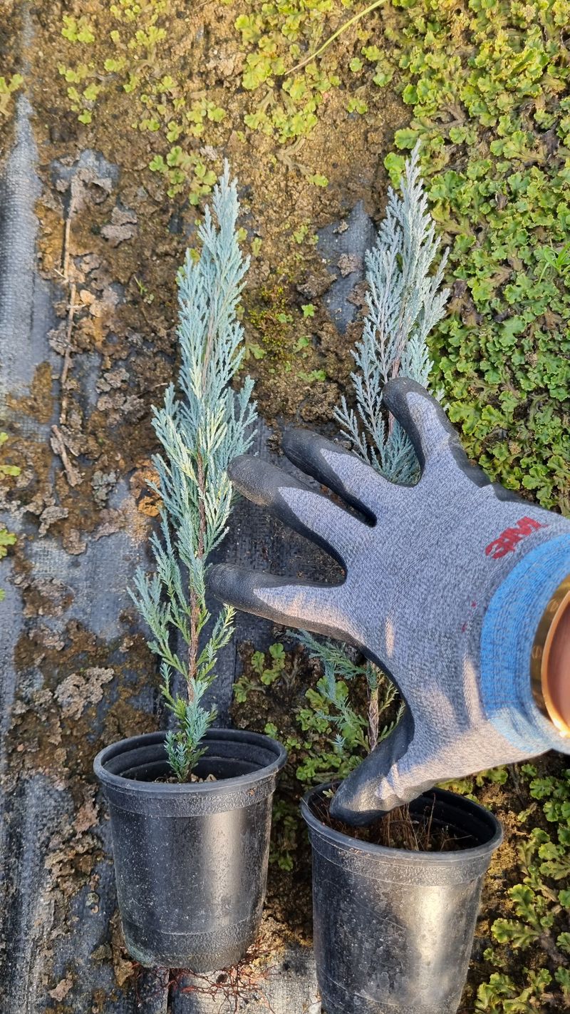 행복한나무농장님의 장터 판매 상품 [문그로우 묘목 끝내줍니다(30cm내외)] 첨부 사진