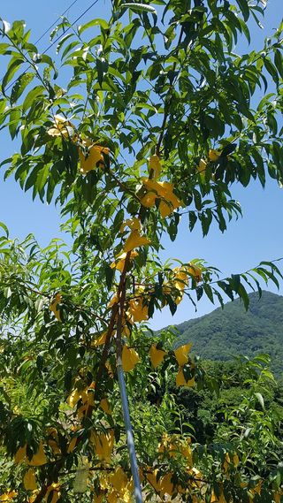 사과6329님의 2025년, 농사계획은 어떻게 되시나요? · 참여글 작성글 사진