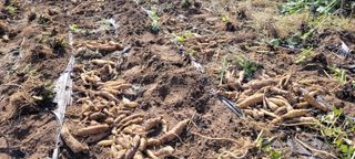 도시농부 박태영님의 작성글 사진