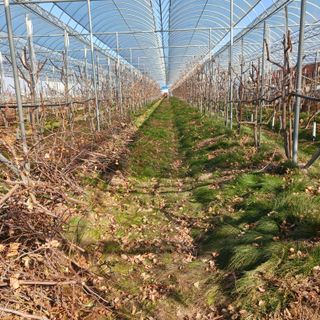 정원대추농원님의 팜모닝 신년운세 공유해요☀️ · 참여글 작성글 사진