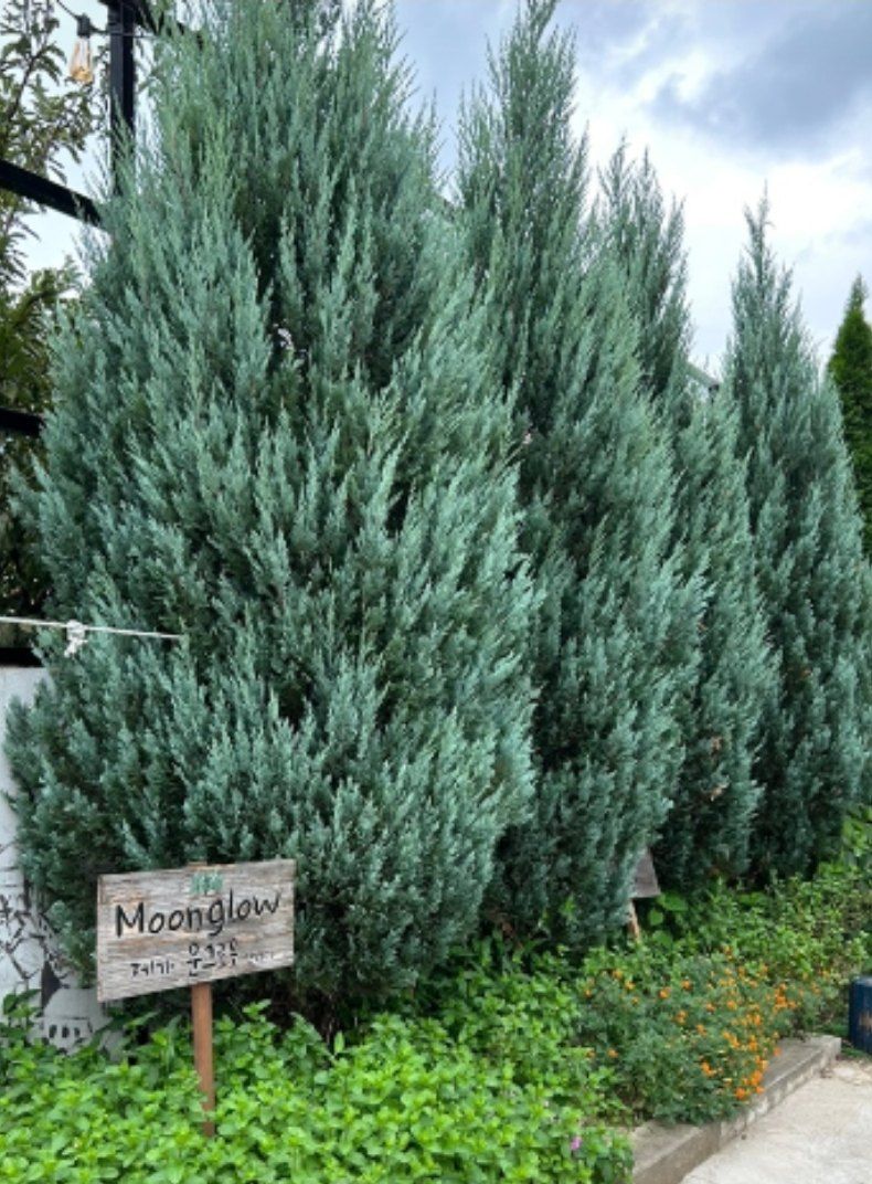 행복한나무농장님의 장터 판매 상품 [문그로우 묘목 끝내줍니다(30cm내외)] 첨부 사진