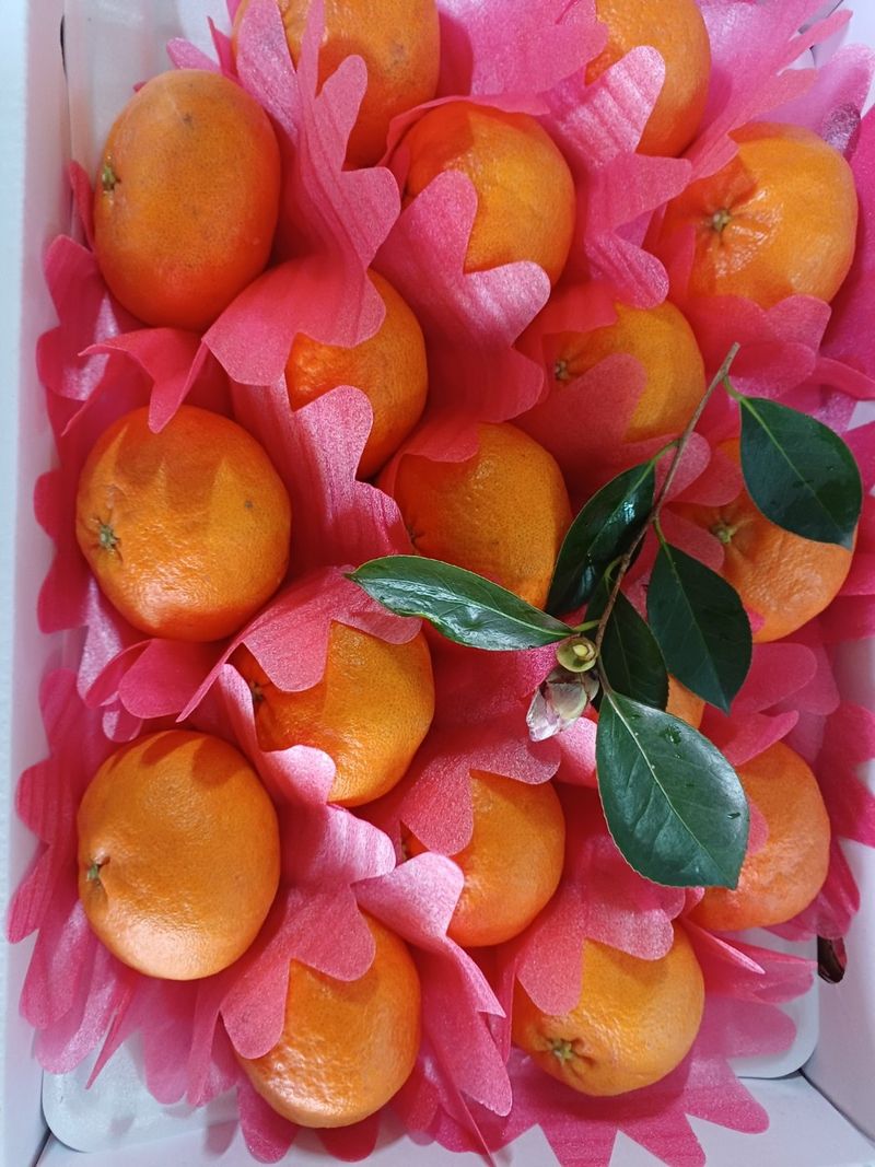 싱싱달코롬님의 장터 판매 상품 [한라봉 레드향] 첨부 사진