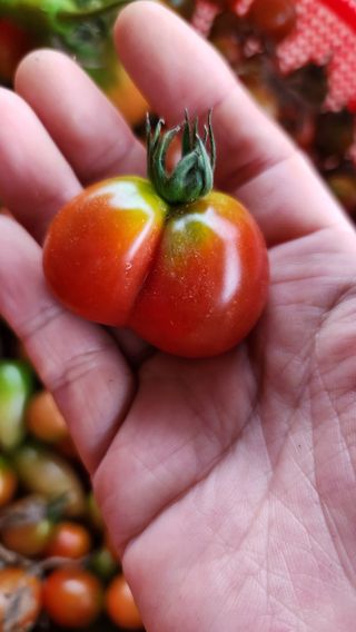 사과6329님의 2025년, 농사계획은 어떻게 되시나요? · 참여글 작성글 사진