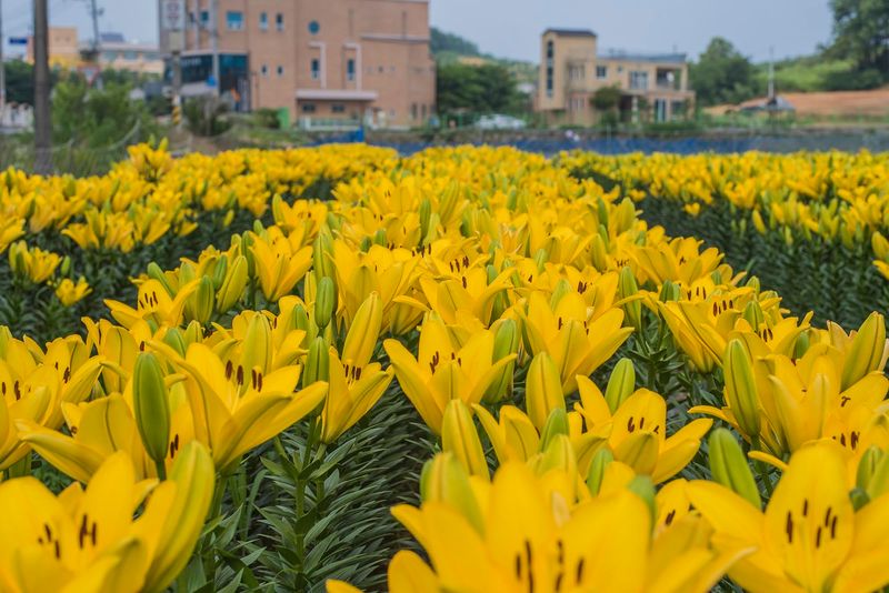 이주환님의 장터 판매 상품 [네덜란드 백합 모근] 첨부 사진