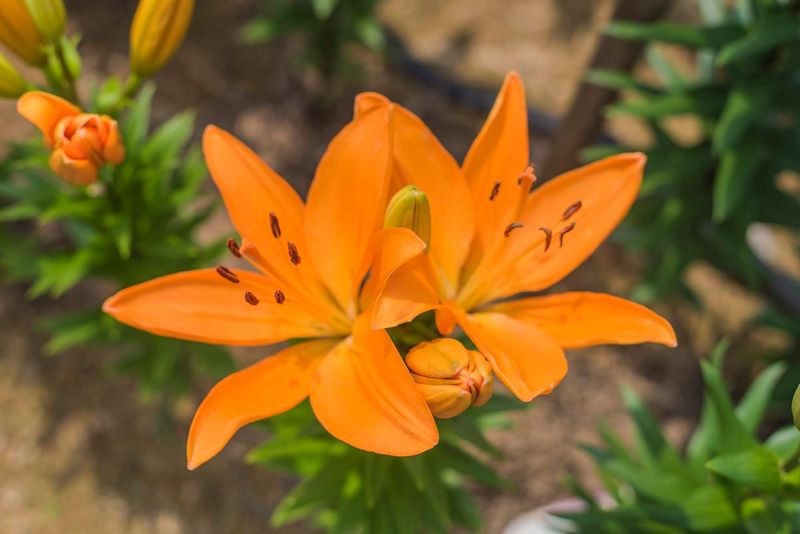 이주환님의 장터 판매 상품 [네덜란드 백합 모근] 첨부 사진