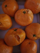 팜모닝 자유주제·자유게시판 게시글 이미지