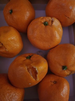 백화산지킴이산야초님의 자유주제 · 자유게시판 작성글 사진