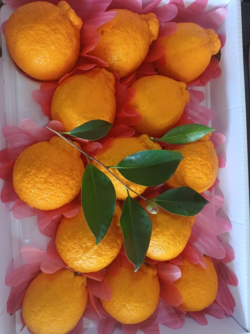 장터 상품 [한라봉 레드향] 썸네일