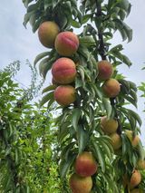 이복동님의 2025년, 농사계획은 어떻게 되시나요?·참여글 작성글 사진