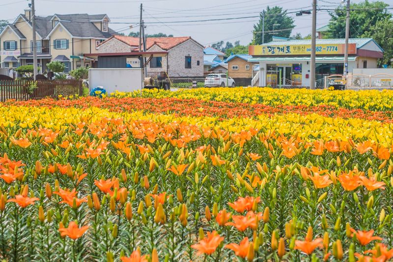 이주환님의 장터 판매 상품 [네덜란드 백합 모근] 첨부 사진