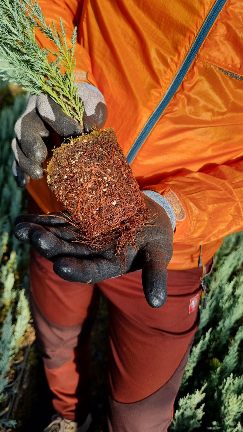 행복한나무농장님의 장터 판매 상품 [문그로우 묘목 끝내줍니다(30cm내외)] 첨부 사진