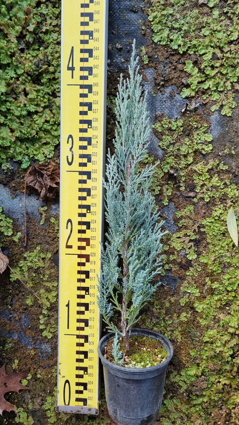 행복한나무농장님의 장터 판매 상품 [문그로우 묘목 끝내줍니다(30cm내외)] 첨부 사진