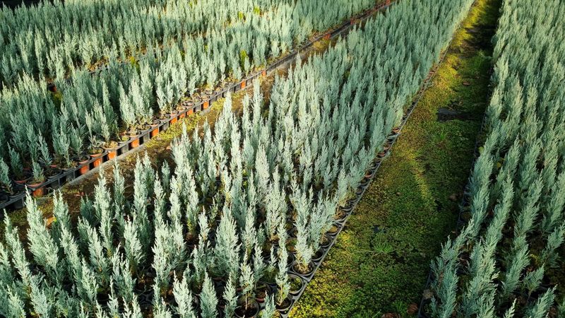 행복한나무농장님의 장터 판매 상품 [문그로우 묘목 끝내줍니다(30cm내외)] 첨부 사진