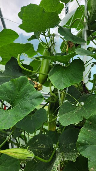 사과6329님의 2025년, 농사계획은 어떻게 되시나요? · 참여글 작성글 사진