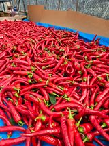 팜모닝 2025년, 농사계획은 어떻게 되시나요?·참여글 게시글 이미지